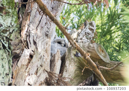 [Wild Bird] Owl chick resting between tree branches 108937203