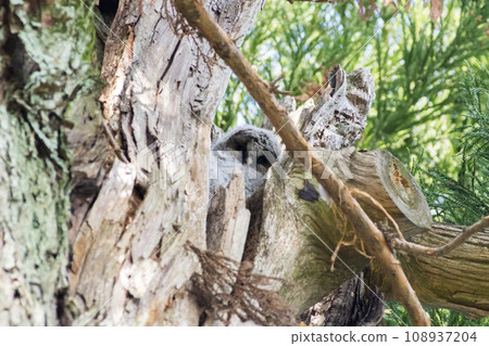 [Wild Bird] Owl chick peeking out from a tree branch 108937204