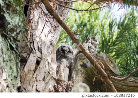[Wild Bird] Owl chick peeking out from a tree branch 108937210