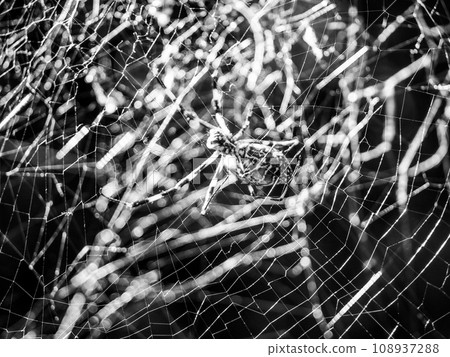 Spider web Spider web 108937288