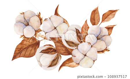 Cotton buds and dry leaves. Watercolor illustration. Isolated cliparts. Realistic botanical composition. Wedding invitation, Holiday Winter Set, New Year clipart, decorations, Greeting card 108937517
