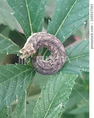 Nymph of leafhopper on a damaged hemp leaf. These plant pests suck plant sap. Nymph of leafhopper on a damaged hemp leaf. These plant pests suck plant sap. 108937565