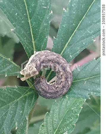 Nymph of leafhopper on a damaged hemp leaf. These plant pests suck plant sap. Nymph of leafhopper on a damaged hemp leaf. These plant pests suck plant sap. 108937588