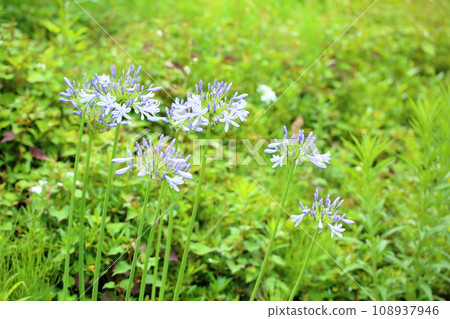 百子花 百子花 108937946