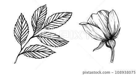 Rose hip, dog-rose. Wild rose flowers and berries, medicinal herb line art drawing. Outline vector illustration isolated on white background. sketch for logo, tattoo, wedding design 108938075