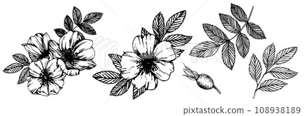 Rose hip, dog-rose. Wild rose flowers and berries, medicinal herb line art drawing. Outline vector illustration isolated on white background. sketch for logo, tattoo, wedding design Rose hip, dog-rose. Wild rose flowers and berries, medicinal herb line art drawing. Outline vector illustration isolated on white background. sketch for logo, tattoo, wedding design 108938189