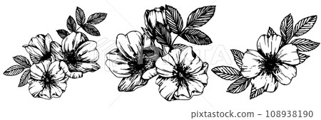 Rose hip, dog-rose. Wild rose flowers and berries, medicinal herb line art drawing. Outline vector illustration isolated on white background. sketch for logo, tattoo, wedding design Rose hip, dog-rose. Wild rose flowers and berries, medicinal herb line art drawing. Outline vector illustration isolated on white background. sketch for logo, tattoo, wedding design 108938190