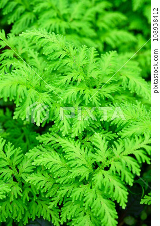 5494 Peacock fern 5494 Peacock fern 108938412