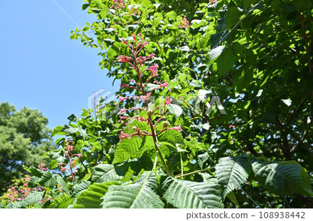 樹:紅花栗子酊 樹:紅花栗子酊 108938442
