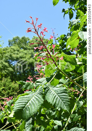 樹:紅花栗子酊 樹:紅花栗子酊 108938443