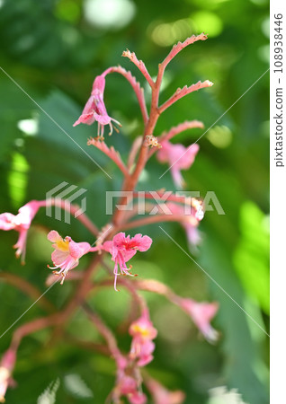 樹：紅花栗子酊 108938446