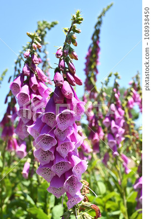 Plant: Diquitalis Plant: Diquitalis 108938450