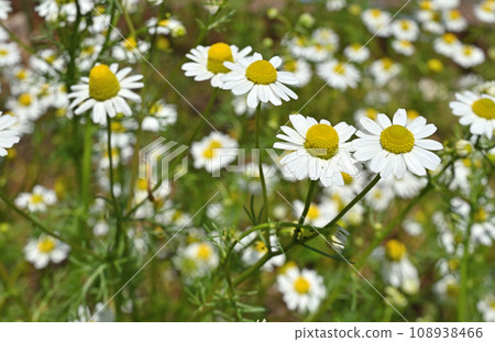 Plant: Chamomile Plant: Chamomile 108938466