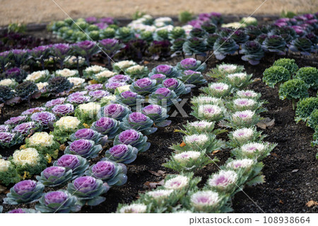 Leaf peony 108938664