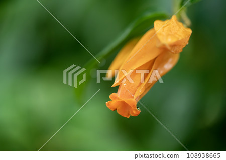 orange rain-wet flowers orange rain-wet flowers 108938665