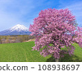 May, Hokkaido, Kyogoku Town, Mt. Yotei (Ezo Fuji) and a single cherry tree with a row of sheep 108938697