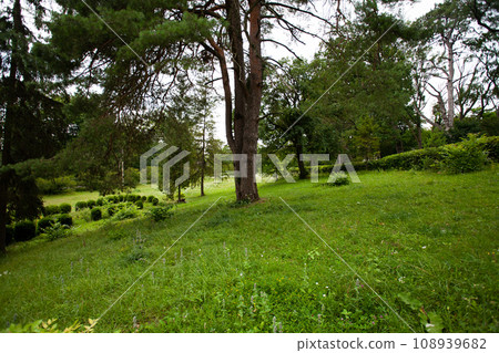Summer in forest. Summer in forest. 108939682