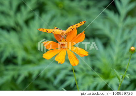 Male of Zuma giuna 108939726