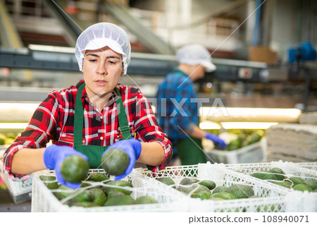 Hispanic female employee inspecting quality of avocados in boxes 108940071