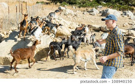 Breeder watching herd of goats walking to feedlot outdoors Breeder watching herd of goats walking to feedlot outdoors 108940150