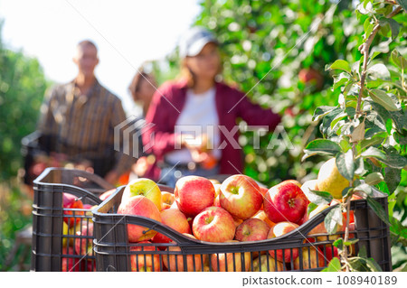 Freshly picked ripe apples in boxes in farm garden 108940189