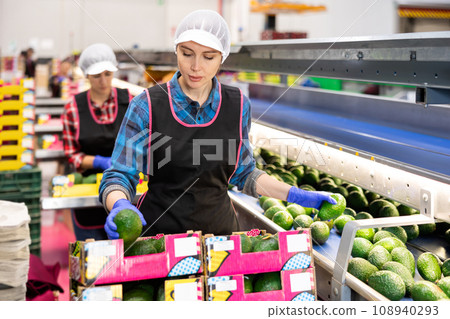 Diligent woman during packaging of fresh avocado at factory, workers on background Diligent woman during packaging of fresh avocado at factory, workers on background 108940293