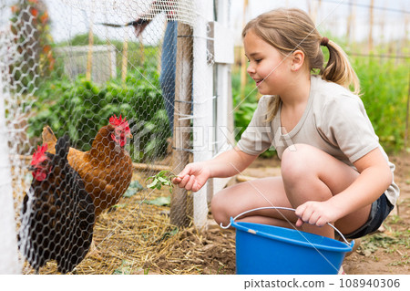 Girl feeding chickens in hen house - helping parents Girl feeding chickens in hen house - helping parents 108940306