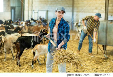 Hardworking woman employee raising hay on pitchfork, making straw preparations for the winter in goat barn Hardworking woman employee raising hay on pitchfork, making straw preparations for the winter in goat barn 108940368