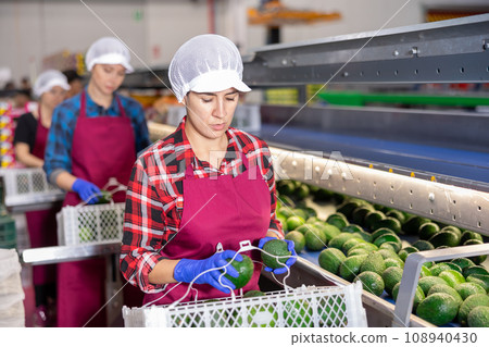 Women hardworking in agricultural facility, sorting avocado at conveyor 108940430