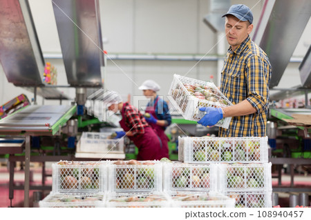 Workman stacking boxes with selected mangoes at fruit factory Workman stacking boxes with selected mangoes at fruit factory 108940457