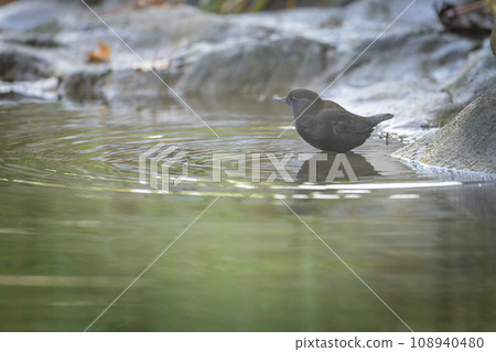 Autumn in Hokkaido, October is the season for river crows. Autumn in Hokkaido, October is the season for river crows. 108940480