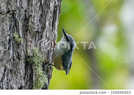 Nuthatch searching for food Nuthatch searching for food 108940893