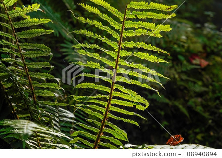 Fern leaves shining in the light Fern leaves shining in the light 108940894