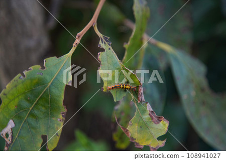 caterpillar on leaf 108941027