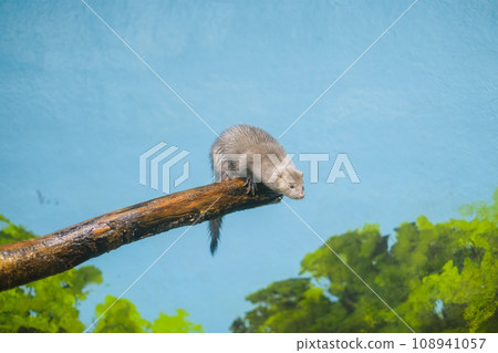 雪貂爬在樹枝上 108941057