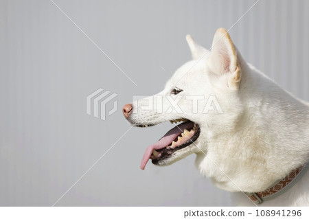 白色柴犬的輪廓 白色柴犬的輪廓 108941296