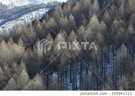 Winter Landscape with Trees, Falling Snow 108941313