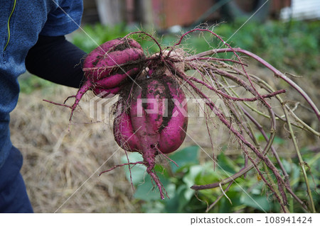 A man harvesting sweet potatoes 108941424