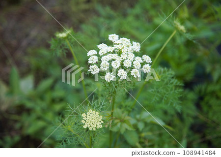 Carrot flowers Carrot flowers 108941484