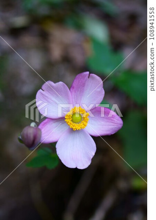 5546 秀命菊 108941558