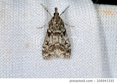 Hiranoyama Moth (Kamikawa Town, Hokkaido) Hiranoyama Moth (Kamikawa Town, Hokkaido) 108941585