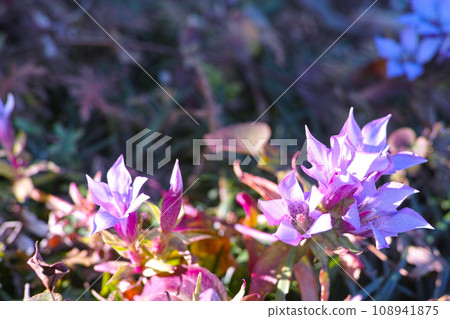 小花園形象龍膽花 小花園形象龍膽花 108941875
