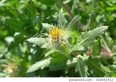 植物: Santorisou,菊科 植物: Santorisou,菊科 108942412