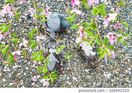 Dove and weeping cherry blossoms at Rokkakudo, Shiunzan Chohoji Temple, Kyoto (Nakagyo Ward, Kyoto City) Dove and weeping cherry blossoms at Rokkakudo, Shiunzan Chohoji Temple, Kyoto (Nakagyo Ward, Kyoto City) 108942529