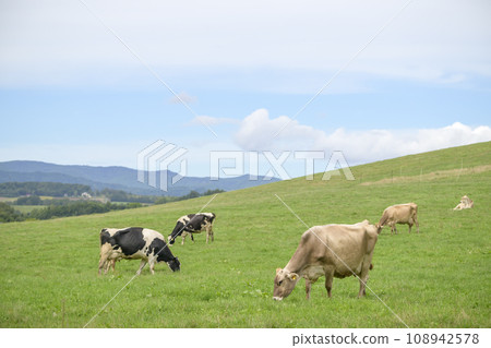 Dairy cow grazing at Biei Farm in Hokkaido 108942578