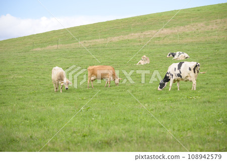 Dairy cow grazing at Biei Farm in Hokkaido 108942579