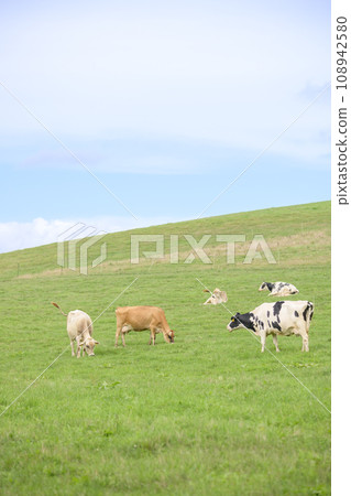 Dairy cow grazing at Biei Farm in Hokkaido 108942580