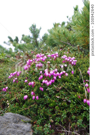 Alpine plants of Daisetsuzan, Hokkaido, Ezonotsugazakura 108942640