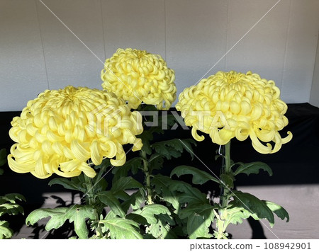黃色的菊花 黃色的菊花 108942901