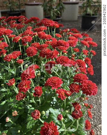 紅菊花 108942902